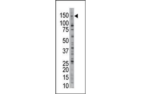 USP28 Antikörper  (N-Term)