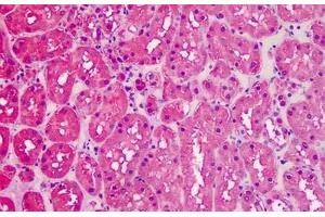 Immunohistochemistry (IHC) image for anti-Glyceraldehyde-3-Phosphate Dehydrogenase (GAPDH) (C-Term) antibody (ABIN185240)