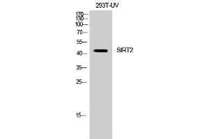 Western Blotting (WB) image for anti-Sirtuin 2 (SIRT2) (C-Term) antibody (ABIN3177419) (SIRT2 Antikörper  (C-Term))