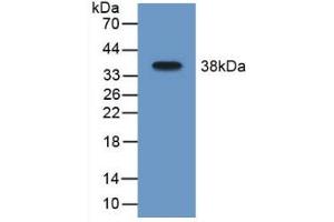 Western blot analysis of recombinant Mouse MAOB. (Monoamine Oxidase B Antikörper  (AA 206-505))