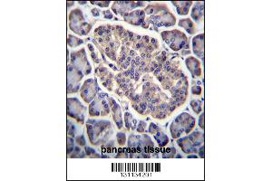 GPD2 Antibody immunohistochemistry analysis in formalin fixed and paraffin embedded human pancreas tissue followed by peroxidase conjugation of the secondary antibody and DAB staining. (GPD2 Antikörper  (C-Term))