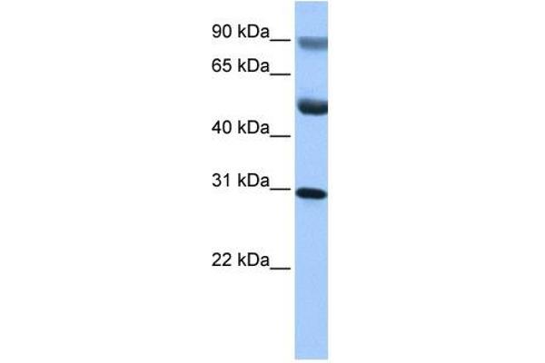 GID4 Antikörper  (C-Term)