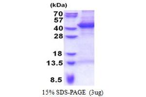 MOAP1 Protein (AA 1-351) (His tag)