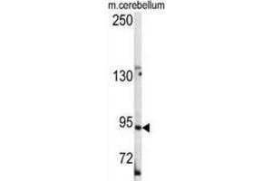 Western Blotting (WB) image for anti-Leucine-Rich Repeat Containing G Protein-Coupled Receptor 5 (LGR5) (Loop 2) antibody (ABIN2937468) (LGR5 Antikörper  (Loop 2))