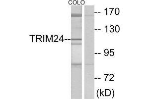 Western blot analysis of extracts from COLO cells, using TRIM24 antibody. (TRIM24 Antikörper  (C-Term))