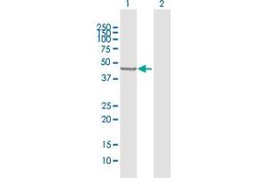 Western Blot analysis of PLEKHA1 expression in transfected 293T cell line by PLEKHA1 MaxPab polyclonal antibody. (PLEKHA1 Antikörper  (AA 1-404))