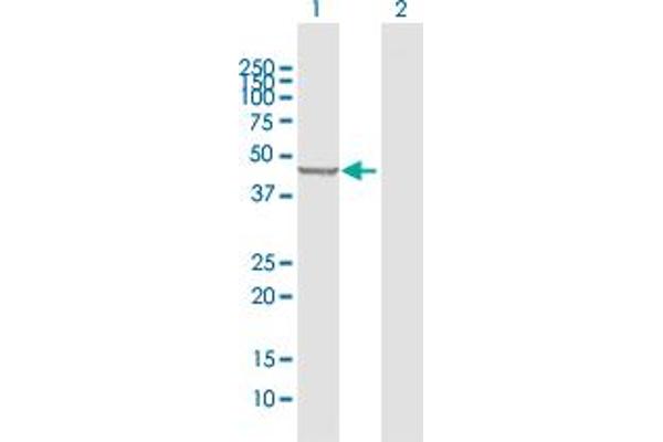 PLEKHA1 Antikörper  (AA 1-404)