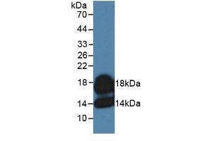 Western Blotting (WB) image for Chemokine (C-C Motif) Ligand 7 (CCL7) ELISA Kit (ABIN6574138)