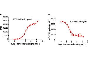 A) Flow cytometry data of serially titrated Rabbit anti-SIRPα monoclonal antibody (clone: DM8). (SIRPA Antikörper  (AA 31-370))