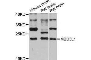 Western blot analysis of extracts of various cell lines, using MBD3L1 antibody (ABIN5998190) at 1:3000 dilution. (MBD3L1 Antikörper)