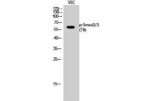 Western Blotting (WB) image for anti-Smad2/3 Transcription Factor (SMAD2/3) (pThr8) antibody (ABIN3182259) (Smad2/3 Antikörper  (pThr8))