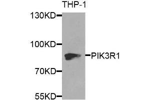 Western blot analysis of extracts of THP-1 cells, using PIK3R1 antibody. (PIK3R1 Antikörper)