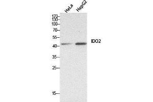 Western Blot (WB) analysis of HeLa, HepG2 cells using INDOL1 Polyclonal Antibody. (IDO2 Antikörper  (Internal Region))