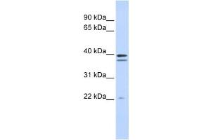 Western Blotting (WB) image for anti-Rab Geranylgeranyltransferase, beta Subunit (RABGGTB) antibody (ABIN2459215) (RABGGTB Antikörper)