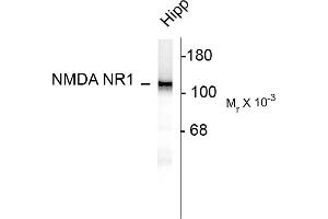 Western blots of 10 ug of rat hippocampal (Hipp) lysate showing specific immunolabeling of the ~120k NR1 subunit of the NMDA receptor. (GRIN1/NMDAR1 Antikörper  (AA 1-564))