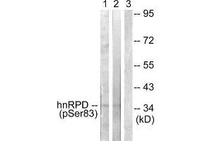 Western Blotting (WB) image for anti-Heterogeneous Nuclear Ribonucleoprotein D (HNRNPD) (pSer83) antibody (ABIN1847381) (HNRNPD/AUF1 Antikörper  (pSer83))