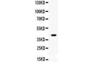 Observed bind size: 43KD (CDK9 Antikörper  (AA 141-372))