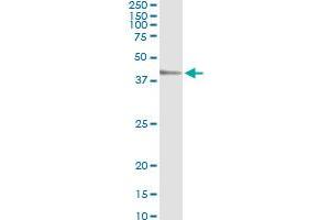 Western Blotting (WB) image for anti-TEA Domain Family Member 4 (TEAD4) (AA 151-260) antibody (ABIN563135)