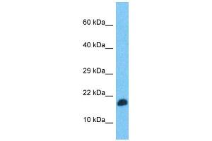 Western Blotting (WB) image for anti-Transcription Elongation Factor, Mitochondrial (TEFM) (N-Term) antibody (ABIN2506494) (TEFM Antikörper  (N-Term))
