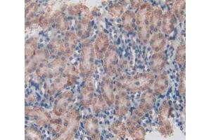 IHC-P analysis of kidney tissue, with DAB staining. (HSD17B12 Antikörper  (AA 1-312))