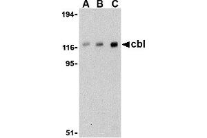 Western Blotting (WB) image for anti-Cas-Br-M (Murine) Ecotropic Retroviral Transforming Sequence (CBL) (C-Term) antibody (ABIN1030323) (CBL Antikörper  (C-Term))