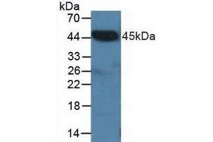 Western blot analysis of Pig Heart Tissue. (CTBP2 Antikörper  (C-Term))