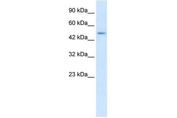 ZBTB47 Antikörper  (N-Term)