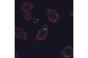Immunocytochemistry (ICC) image for anti-CD247 Molecule (CD247) (Tyr72) antibody (ABIN2749060)