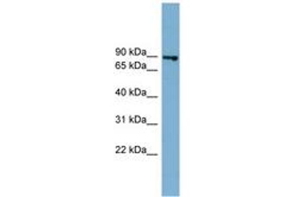 FASTKD2 Antikörper  (AA 611-660)