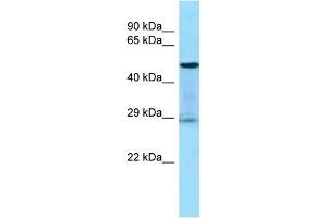 Host:  Rabbit  Target Name:  KLK3  Sample Tissue:  Human THP-1 Whole Cell  Antibody Dilution:  1ug/ml (Prostate Specific Antigen Antikörper  (Middle Region))