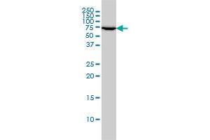 Western Blotting (WB) image for anti-X-Ray Repair Complementing Defective Repair in Chinese Hamster Cells 6 (XRCC6) (AA 1-609) antibody (ABIN560973)