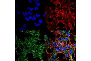 Immunocytochemistry/Immunofluorescence analysis using Rabbit Anti-GABARAP Polyclonal Antibody . (GABARAP Antikörper  (N-Term) (Atto 390))