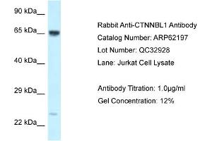 Western Blotting (WB) image for anti-Catenin, beta Like 1 (CTNNBL1) (C-Term) antibody (ABIN970479) (CTNNBL1 Antikörper  (C-Term))