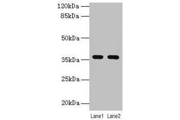 LYPD3 Antikörper  (AA 31-326)