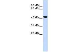 Cytokeratin 19 antibody used at 1 ug/ml to detect target protein. (Cytokeratin 19 Antikörper  (N-Term))