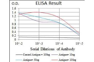 Image no. 4 for anti-RAP1A, Member of RAS Oncogene Family (RAP1A) antibody (ABIN1500594) (RAP1A Antikörper)