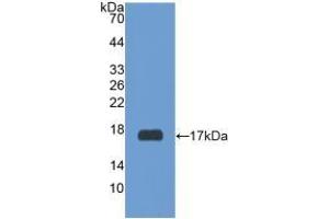 Detection of Recombinant RXFP1, Human using Polyclonal Antibody to Relaxin/Insulin Like Family Peptide Receptor 1 (RXFP1) (RXFP1 Antikörper  (AA 260-409))