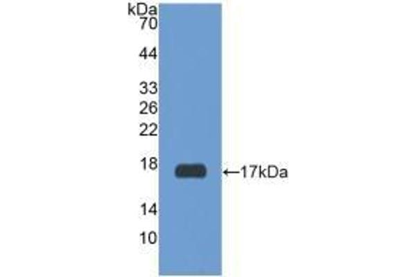 RXFP1 Antikörper  (AA 260-409)