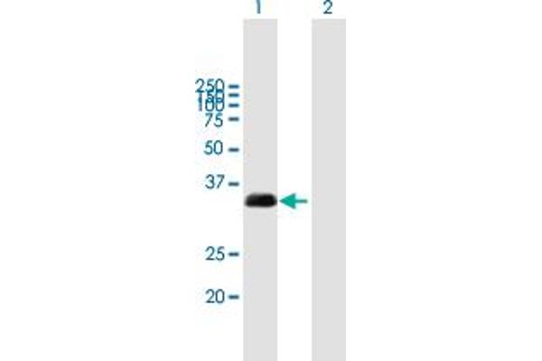 TMX1 Antikörper  (AA 1-280)