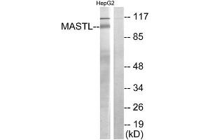 Western Blotting (WB) image for anti-Microtubule Associated serine/threonine Kinase-Like (MASTL) (C-Term) antibody (ABIN1849905) (MASTL Antikörper  (C-Term))