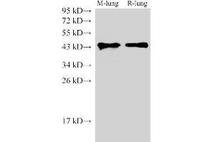 Western Blot analysis of Mouse lung and Rat lung using CD38 Polyclonal Antibody at dilution of 1:1000 (CD38 Antikörper)