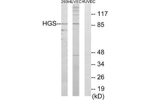 Western blot analysis of extracts from 293 cells and HUVEC cells, using HGS antibody. (HGS Antikörper  (Internal Region))