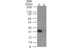 Image no. 1 for anti-Hemagglutinin antibody (Influenza A Virus) (AA 72-88) (ABIN292415) (Hemagglutinin Antikörper  (AA 72-88))