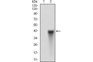 Western Blotting (WB) image for anti-CD90 (THY1) (AA 17-132) antibody (ABIN1724884)