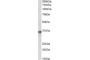 ABIN4902662 (0. (HNRNPA2B1 Antikörper)