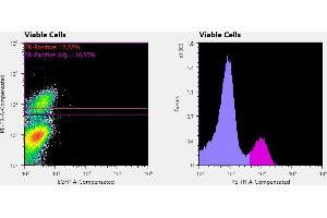 Flowcytometry of huSSECTM cell line overexpressing hFcRn-EGFP labeled with clone ADM31  primary Ab and Texas Red™ conjugated anti-mouse secondary. (FcRn Antikörper)