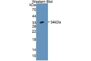 Figure. (CHN2 Antikörper  (AA 1-264))