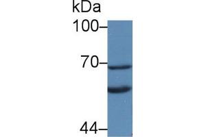 Western Blot; Sample: Rat Liver lysate; Primary Ab: 2µg/mL Rabbit Anti-Rat KL Antibody Second Ab: 0. (Klotho Antikörper  (AA 517-956))