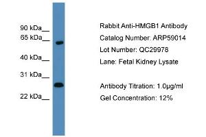 WB Suggested Anti-HMGB1  Antibody Titration: 0. (HMGB1 Antikörper  (Middle Region))