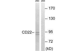 Western Blotting (WB) image for anti-CD22 Molecule (CD22) (Tyr807) antibody (ABIN1848289) (CD22 Antikörper  (Tyr807))